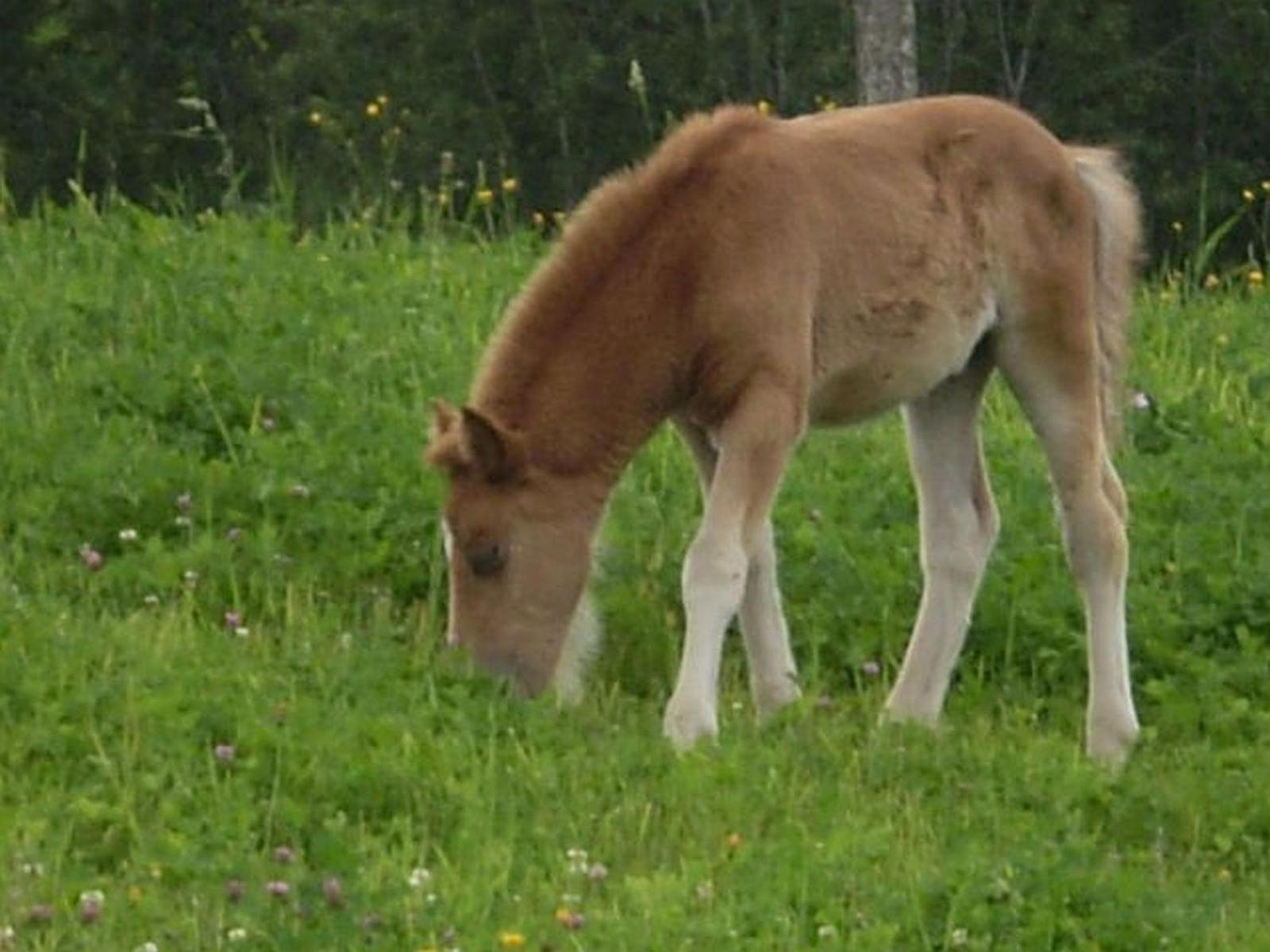 フラッハウ Steinbachgutヴィラ エクステリア 写真